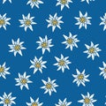 Seamless background with Edelweiss. Edelweiss in a chaotic order on a blue background. Symbol of the Alpine mountains. European Ro Royalty Free Stock Photo